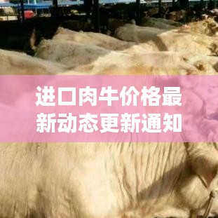 进口肉牛价格最新动态更新通知！今日行情一网打尽