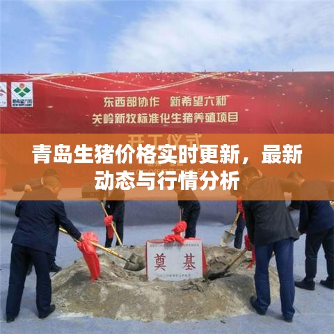 青岛生猪价格实时更新，最新动态与行情分析